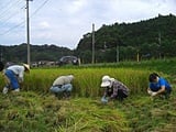 ８アール、せっせと刈り取ります。